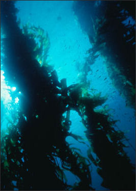 20110307-NOAA sea weed kelp3_100.jpg